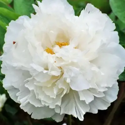 Пион БЕЛЫЙ СНЕГ древовидный в Горках
