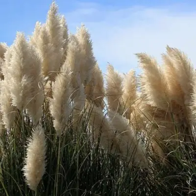 Кортадерия белая (пампасная трава) в Горках