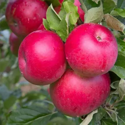 Яблоня РОЖДЕСТВЕНСКОЕ в Горках