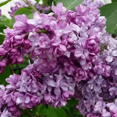 Сирень ГЕНЕРАЛ ПЕРШИНГ в Горках