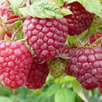 Малина ПОЛЬКА (ПОЛКА) в Горках