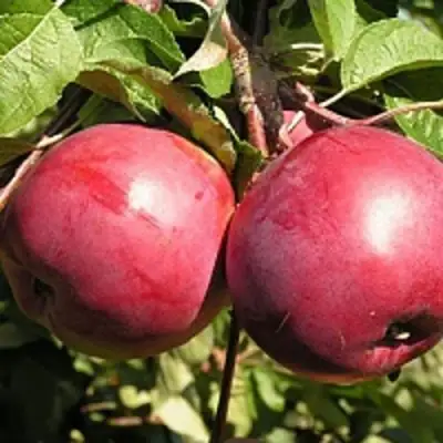 Яблоня ДАРУНАК в Горках