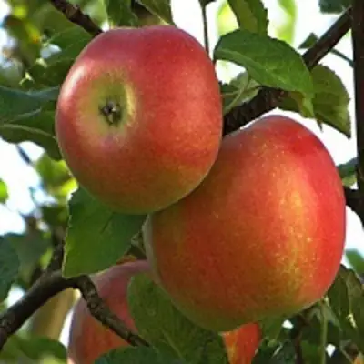 Яблоня ПЕРСИКОВАЯ в Горках