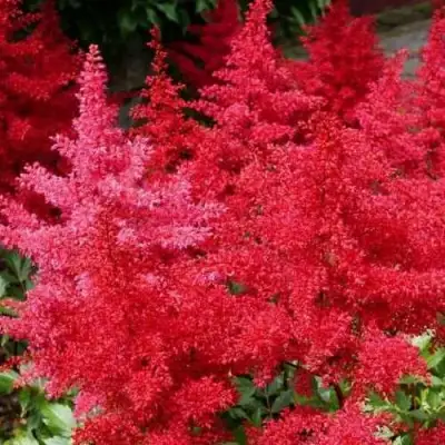 Астильба ЭТНА Арендса в Горках