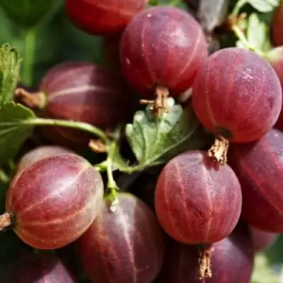 Крыжовник ХИННОМАКИ РОТ в Горках