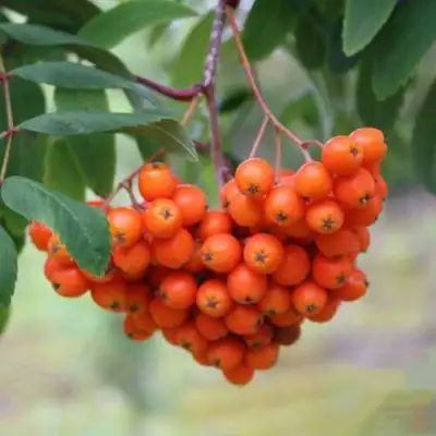 Рябина ВЕФЕД сладкоплодная в Горках