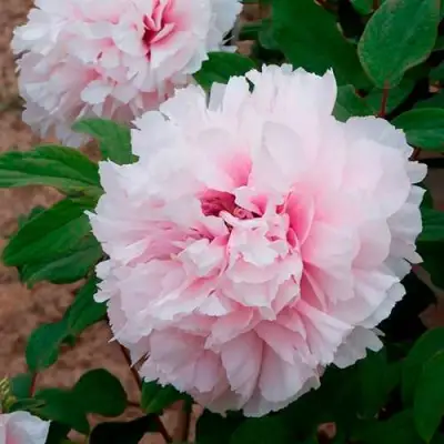 Пион ПЕРСИК ПОД СНЕГОМ древовидный в Горках