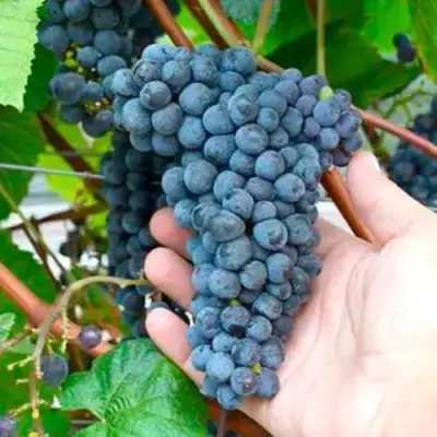 виноград амурский прорыв