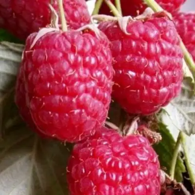 Малина ГЕРАКЛ в Горках