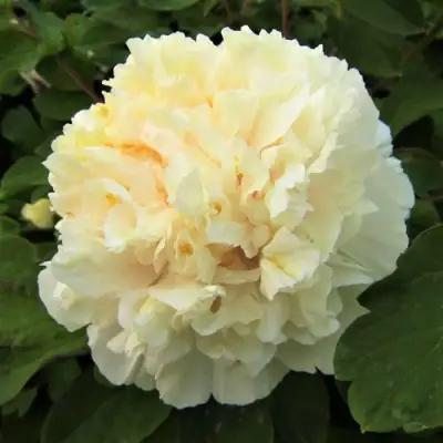 Пион НЕЖНЫЙ ГОЛОС древовидный в Горках