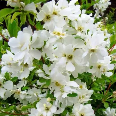 Экзохорда ЗЕ БРАЙД в Горках