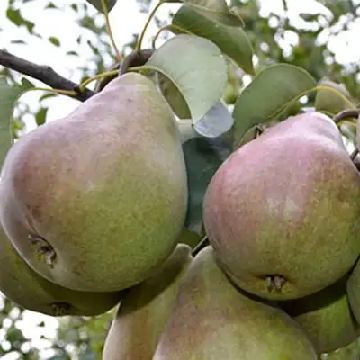 Груша БРЯНСКАЯ КРАСАВИЦА в Горках