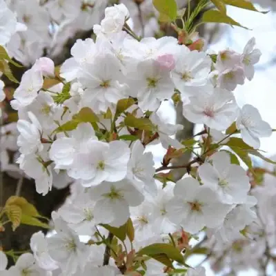 Сакура САНСЕТ БУЛЕВАРД в Горках