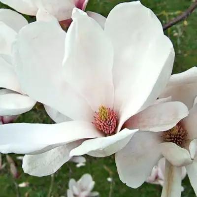 Магнолия АЛЬБА СУПЕРБА в Горках