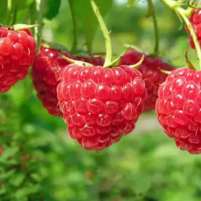 Малина ПРОСТО ПРЕЛЕСТЬ (СТОЛЕШНИК) в Горках