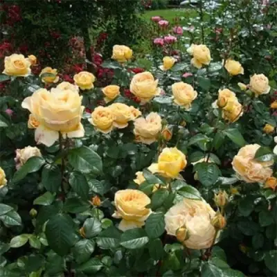 Роза КЕНДЛАЙТ чайно-гибридная в Горках