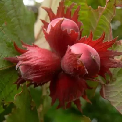 Фундук МОСКОВСКИЙ РУБИН в Горках