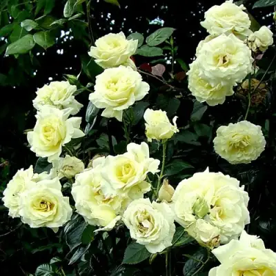 Роза ЭЛЬФ плетистая в Горках