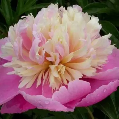 Пион ВЕСЕННЯЯ ПАЛИТРА травянистый в Горках