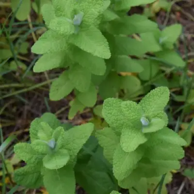 Мята АПФЕЛМИНЦЕ в Горках