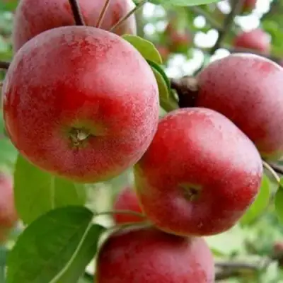 Яблоня АНТЕЙ в Горках