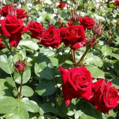 Роза ЭКСПЛОРЕР чайно-гибридная в Горках