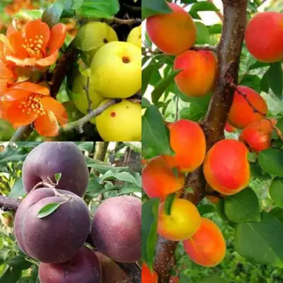 Комплект САД ДЛЯ ГУРМАНА в Горках