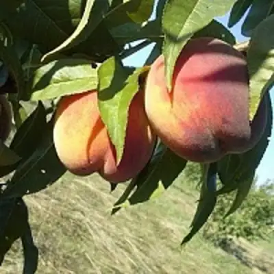 Персик СОФГАФЕН в Горках