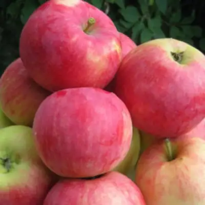 Яблоня НОРИС в Горках