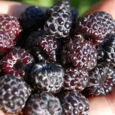 Малина БРИСТОЛЬ в Горках