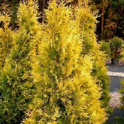 Туя ЕВРОПА ГОЛД западная в Горках