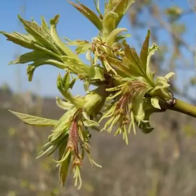 Клен ясенелистный в Горках