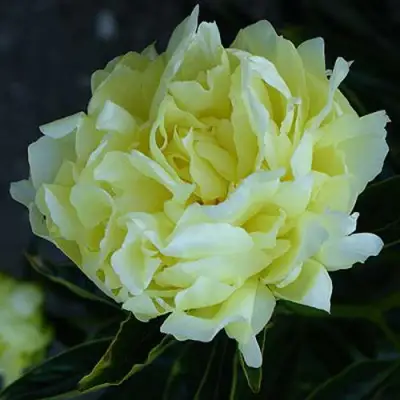 Пион ЗОЛОТАЯ КОЛЕСНИЦА травянистый в Горках