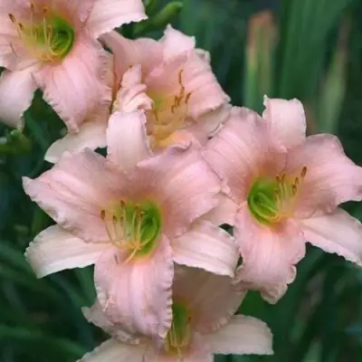 Лилейник ЛАКШЕРИ ЛЕЙС гибридный в Горках