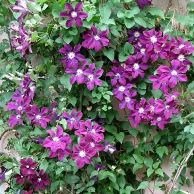 Клематис ГЕРОИ ВАРШАВЫ в Горках