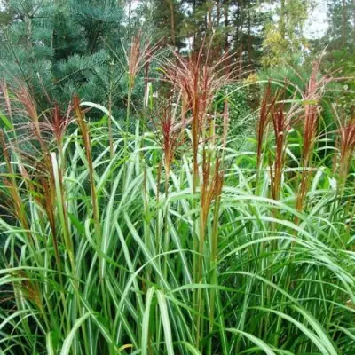 Мискантус МАЛЕПАРТУС китайский  в Горках