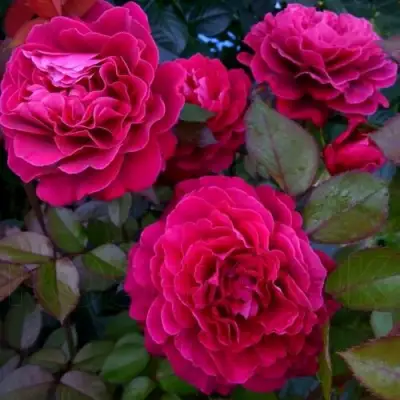 Роза БЕЛЬВЬЮ чайно-гибридная в Горках