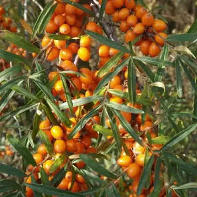 Облепиха РОСИНКА в Горках