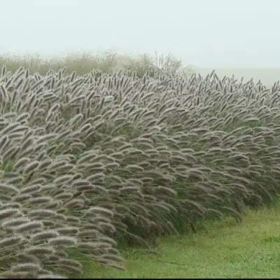 Пеннисетум ЛЕДИ Ю в Горках