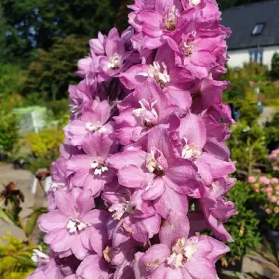 Дельфиниум АСТОЛАТ тихоокеанский в Горках