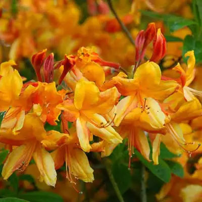 Азалия ОРАНЖ ХИТ листопадная в Горках