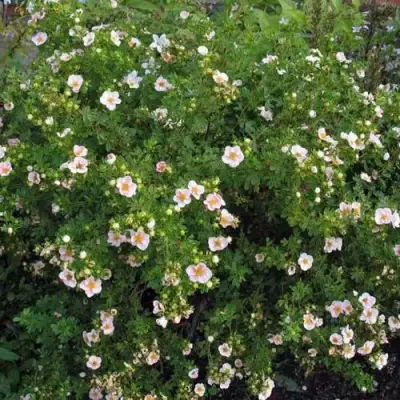 Лапчатка ПИНК КВИН кустарниковая в Горках