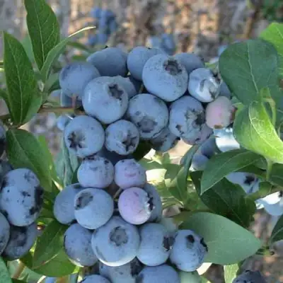 Голубика НОРТЛАНД в Горках