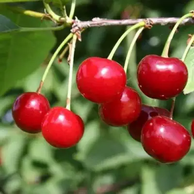 Вишня РИВАЛ в Горках