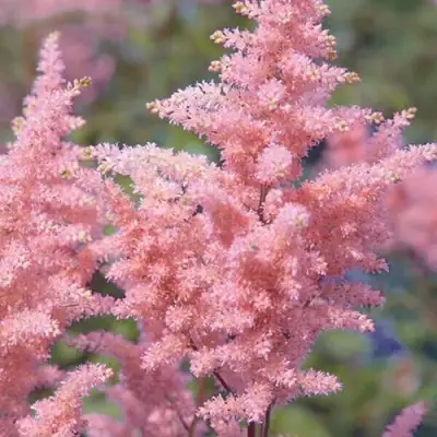 Астильба ГЛИТТЕР ЭНД ГЛАМУР китайская в Горках