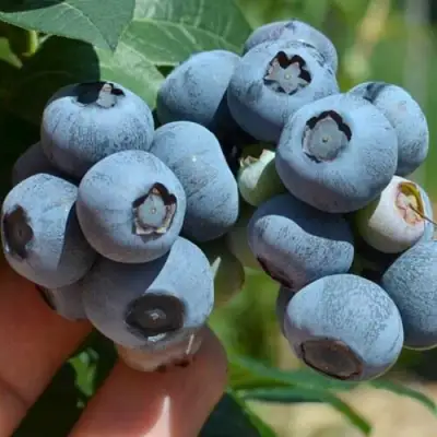 Голубика НЕЛЬСОН в Горках