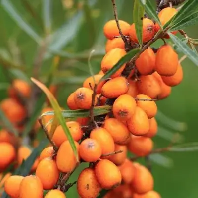 Облепиха АЛТАЙСКАЯ в Горках
