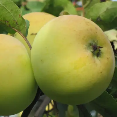 Яблоня РОССИЯНКА в Горках