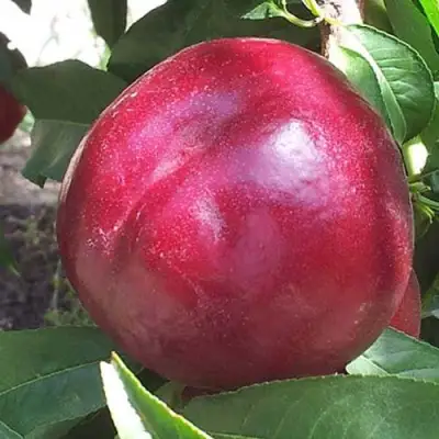 Нектарин ЭКСТРИМ БЬЮТИ в Горках