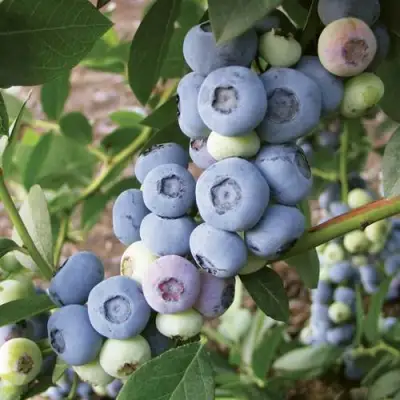 Голубика ЛИБЕРТИ в Горках